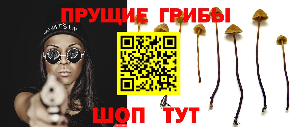 Северобайкальск  Псилоцибиновые грибы MAGIC MUSHROOMS  Вход с VPN 